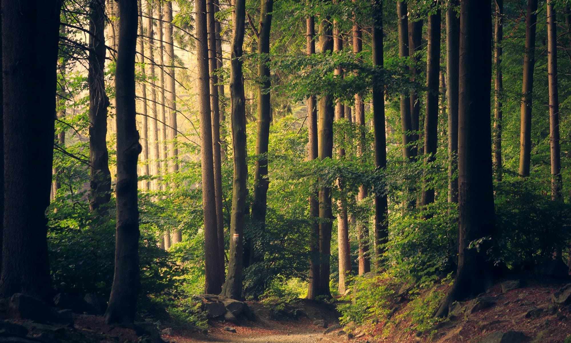 Sunlit garden path framed by green trees